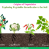 origin of vegetables above the soil