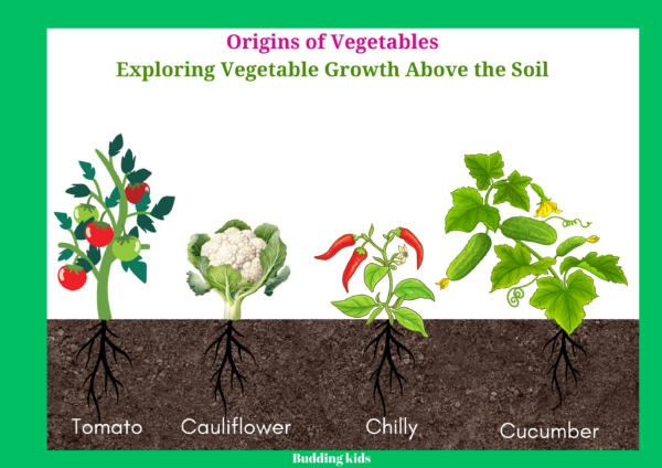 origin of vegetables above the soil