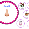 FIVE SENSES KIT