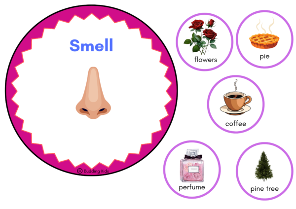 FIVE SENSES KIT