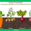 Interactive vegetable learning