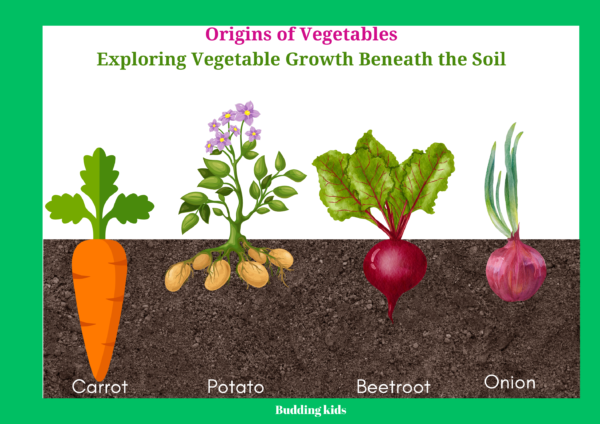 Interactive vegetable learning